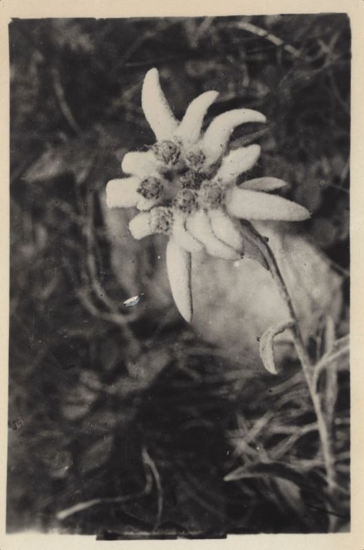 edelweiss2_bw_100dpi.jpg